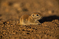 /images/133/2019-05-21-gv-creatures-viv1-5d4_9875.jpg - #14713: Baby Round Tailed Ground Squirrel in Green Valley … May 2019 -- Green Valley, Arizona