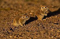 /images/133/2019-05-21-gv-creatures-viv1-5d4_9932.jpg - #14714: Baby Round Tailed Ground Squirrel in Green Valley … May 2019 -- Green Valley, Arizona