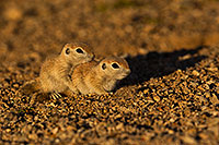 /images/133/2019-05-21-gv-creatures-viv1-5d4_9963.jpg - #14715: Baby Round Tailed Ground Squirrel in Green Valley … May 2019 -- Green Valley, Arizona