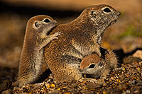 /images/133/2019-05-21-gv-creatures-viv1-70-5d4_9472.jpg - #14716: Baby Round Tailed Ground Squirrel in Green Valley … May 2019 -- Green Valley, Arizona