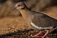 /images/133/2019-05-25-gv-dove-ton1-5d4_12685.jpg - #14717: White Winged Dove (male) in Green Valley … May 2019 -- Green Valley, Arizona