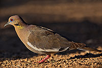/images/133/2019-05-25-gv-dove-ton1-5d4_12705.jpg - #14718: White Winged Dove (male) in Green Valley … May 2019 -- Green Valley, Arizona