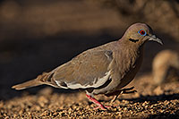 /images/133/2019-05-25-gv-dove-ton1-5d4_12730.jpg - #14719: White Winged Dove (male) in Green Valley … May 2019 -- Green Valley, Arizona