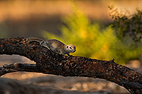/images/133/2019-06-05-gv-creatures-mi1-a7r3_15273.jpg - #14726: Baby Round Tailed Ground Squirrel in Green Valley … June 2019 -- Green Valley, Arizona