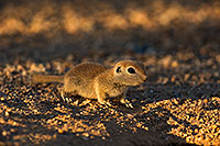 /images/133/2019-06-05-gv-creatures-viv1-a7r3_15309.jpg - #14727: Baby Round Tailed Ground Squirrel in Green Valley … June 2019 -- Green Valley, Arizona