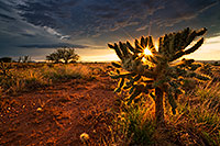 /images/133/2019-07-26-santa-rita-viv1-7to2-a7r3_17636.jpg - #14718: Cholla cactus sunset Green Valley … July 2019 -- Green Valley, Arizona