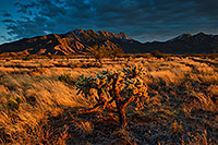 /images/133/2020-01-09-santa-rita-6to0-a7r3_20935.jpg - #14772: Evening at Santa Rita Mountains … January 2020 -- Santa Rita Mountains, Arizona