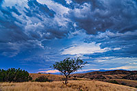 /images/133/2020-08-13-box-tree-7to1n81-a7r3_30776.jpg - #14827: Monsoons clouds in high desert of Box Canyon … August 2020 -- Box Canyon, Arizona
