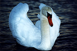 White swan at Lake Ontario