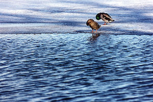 ducks at Lake Michigan