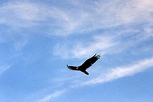 Vulture over Superstition Mountains