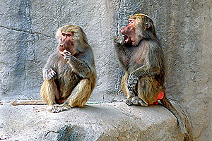 Female Baboons at the Phoenix Zoo