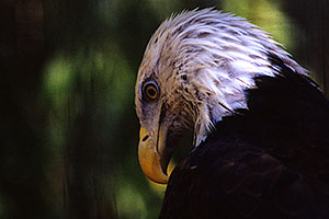 Bald Eagle at the Phoenix Zoo