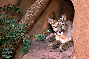 Puma (Mountain Lion) at the Phoenix Zoo
