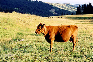 Cows in Colorado