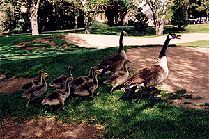 Geese family in Englewood â€¦ normally there is 6 kids, here it is 7