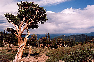 Bristlecone Pine trees - they are hundreds of years old, oldest here are 1,700 years old â€¦ near start of Mt Evans road