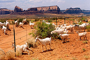 Goats in Monument Valley