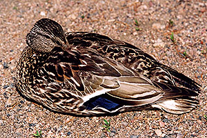 mother duck resting with one eye open â€¦ near a river by Sprague