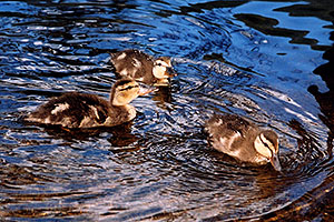 3 ducklings at a river by Sprague Lake