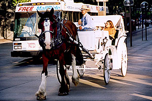 Horse Carriages in Denver â€¦ images of Denver 