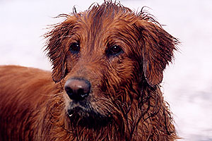 wet Max (Golden Retriever) at Twin Lakes