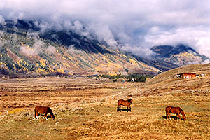 horses grazing with Slate River Road in background and fog over the mountains