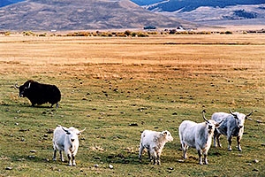 Yaks in the late afternoon near Sargeants, Colorado 