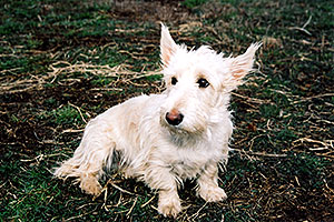 Abbie (Scottish Terrier)