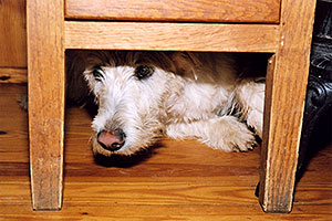 Max (Scottish Terrier) hiding