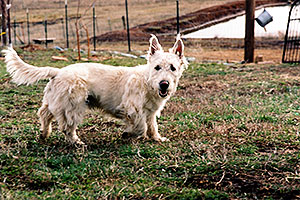 Max (Scottish Terrier)