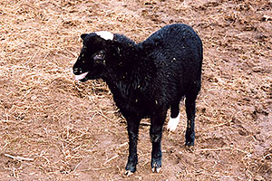 Woody (Navajo goat)
