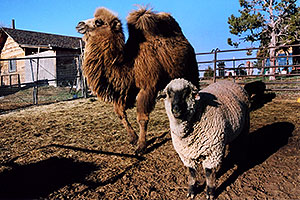 Zola (Camel) and Timmy (Ram)