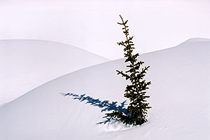 a lone tree near Molas Pass