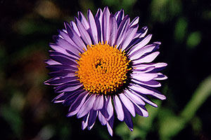 Purple Daisy flower, above Independence Pass