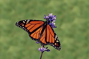 Monarch butterfly in Oakville Gardens