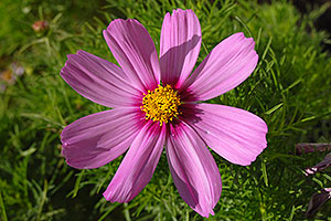 Pink daisy in Lone Tree