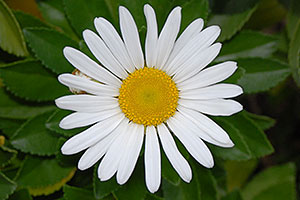 white daisy in Oakville