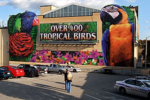Over 400 Tropical Birds - Macaw picture â€¦ images of Niagara Falls