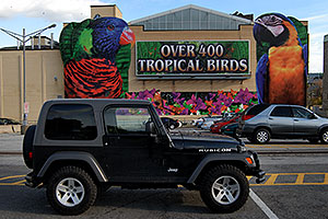 Over 400 Tropical Birds â€¦ black Jeep Wrangler Rubicon ... images of Niagara Falls