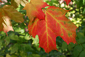 Fall maple leaf in Oakville