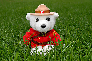 White Canadian RCMP (Royal Canadian Mounted Police) bear in the grass
