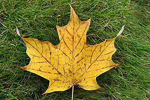 yellow maple leaf in grass â€¦ images of Oakville