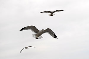 3 seagulls in flight above Oakville