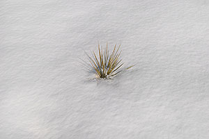 Grass peaking through the snow