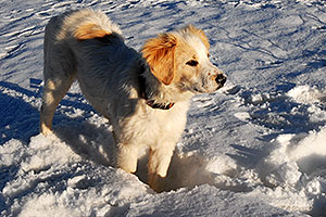 Stella (Golden Retriever and Great Pyrenees mix) in Boulder