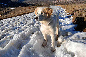Stella (Golden Retriever and Great Pyrenees mix) in Boulder