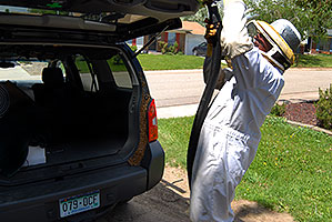 Beekeeper Phil moving bees to a new home - A swarm of 2,500 bees with a queen moved into the back of my Xterra