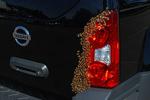 Honey Bee swarm (wth a queen) in the crack in the back of my Xterra