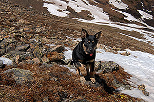 dog along the North Trail of Mt Elbert